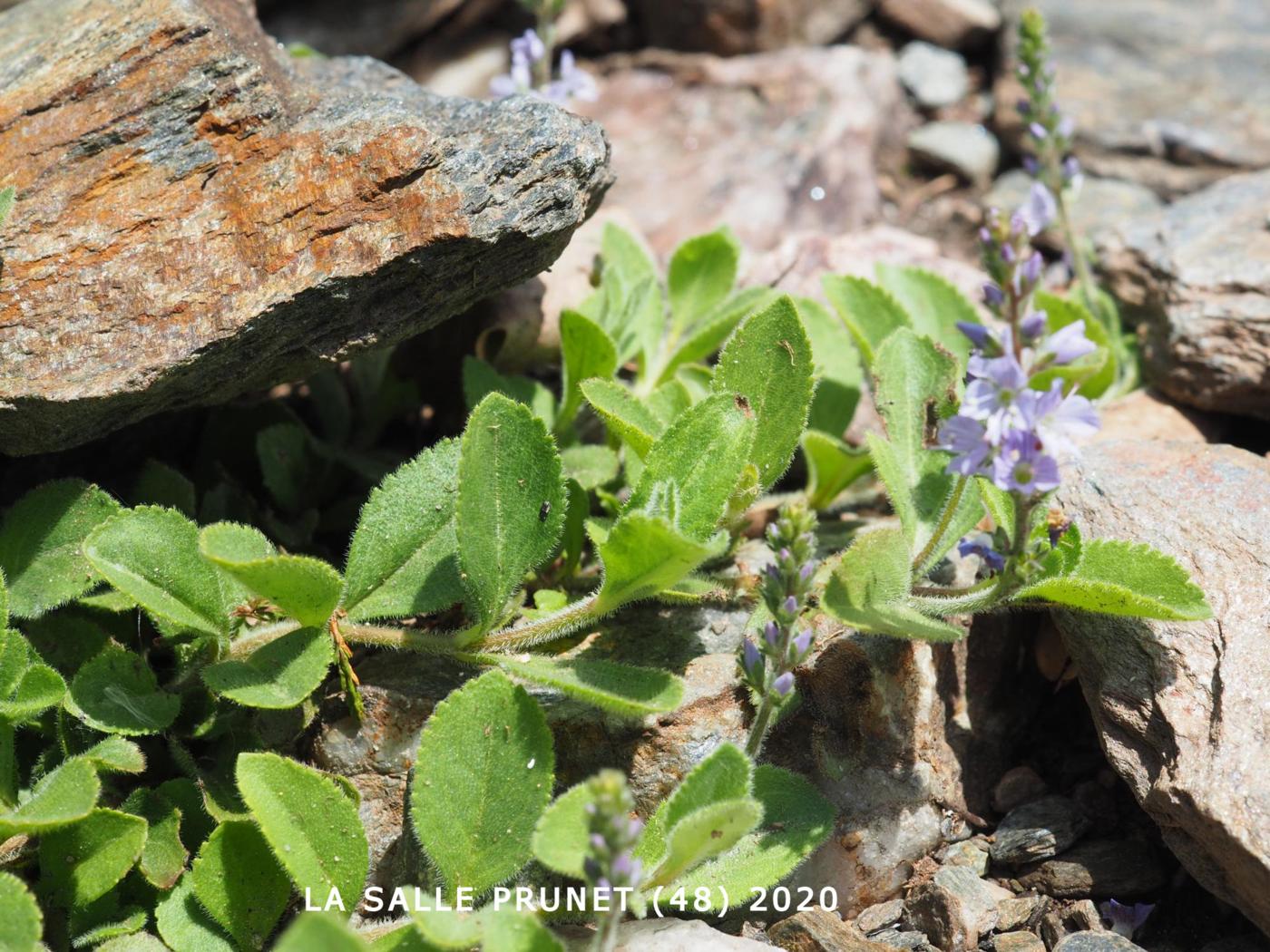 Speedwell, Common leaf